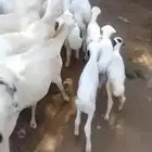 ضان رفيدي مولدات العدد 30 وتبع 30