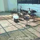 للبيع نعا م