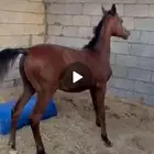 مهره شعبيه