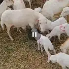 ضان رفيدي بلدي