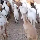 طليان سواكني