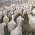 ضان مقاني دفيع قرايب على وشك الوالده على شرط العدد خمسين مع