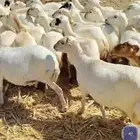 يوجد ضان رفيديات طيبه العدد50دفيع السن من جذعه لين لفاف طرا