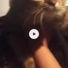 قطه للتبني جميلة جدا  ولعوبه معتاده ع البوكس آكلها عادي