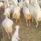 يوجد ضان رفديات العدد 120تحتها20ولباقي دفيع سليم من الامراض