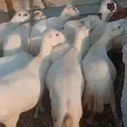 ضان رفيديات بلدي قرايب على شرط