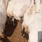 ضان رفد بلدي دفيع على شرط العدد 50 سنه جدا ثني ربع سديس