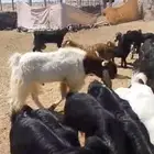 تيس فحل