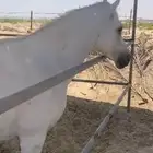 احصان واهو