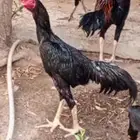ديك شامو الماني دم هزاز