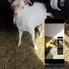 ببيع معزا عارضيات صنف عدد 11 عنز