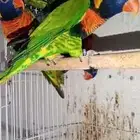 ذكور لوري حق انتاج