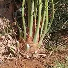 نخل للبيع بسعار مناسبة مقاسات مختلفه وعدة انواع متوفرة