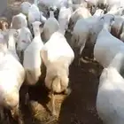 ضان رفيدي بلدي ماشاءالله تبارك الله كلها قرايب على شرط