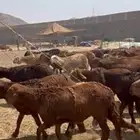 طليان سواكني