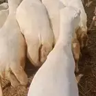 ضان رفد بلدي جرومها طيبه دفيع سن جهل