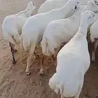 ضان رفد بلدي دفيع قرايب على شرط