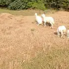 فحل حري جدا