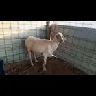 شاه حائل سنها تامه ظهرها طيب فيها الالتهاب رئوي