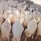 ضان بلدي قرايب برضو في مواليد وسنونه حلوه المشتري الصامل يتو