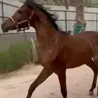مهره شعبيه