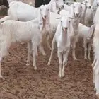 السلام عليكم ورحمه الله