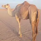 ناقه سودانيه للبيع