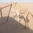 للبيع البكره