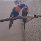 اجواز لوري حق انتاج