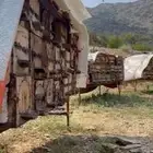 نحل بلدي تبارك الله للبيع