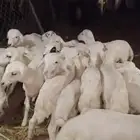 ضان مهجن حري مولدات العدد 40 وتبع 43