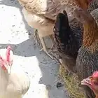 دجاج بلدي للبيع سلاله طيبه