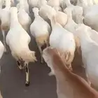 ضان رفد بلدي جرم دفيع مذارع سن ثني ربع سديس مرح