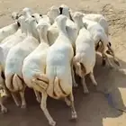 السلام عليكم يوجد ضان رفيديات العدد20ضان نضيفه ونقوه