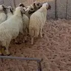 حلال نعيمي ومعزا طيب ونظيف للبيع