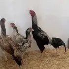 فروخ دجاج شامو بيور