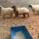 نعيم رخال