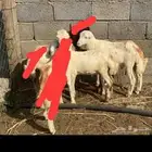 بيع خرفان مستعجل