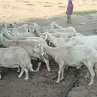 ضأن حريات للبيع الموقع الحريضه واجهه عسير البحريه