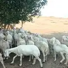 ضأن حريات للبيع