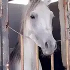 احصان شعبي