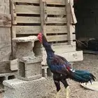 ديك باكستاني