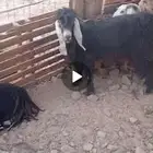تيس فحل عارضي