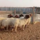 غنم نعيم كفو مراح واحد