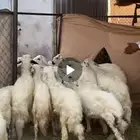 بهم طيب العدد 12خروف و4رخال اعماره فوق الأربعة الاشهر