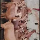 مغزات دهم العدد 100 دفيع