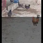 ثلاث دجاج وديك للبيع