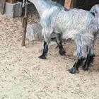 تيس ثلاجة مخصي
