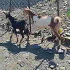 تيس وعناق للبيع