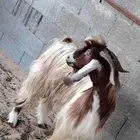 تيس عارضي
